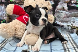 Graham - Boston Terrier for sale