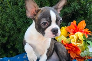 Raynor - Boston Terrier for sale