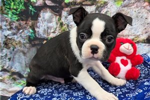 Grayson - puppy for sale