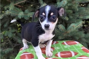 Bagel - Chihuahua for sale