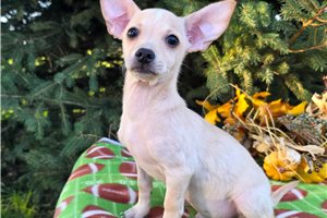 Nate - Chihuahua, placed in Indianapolis