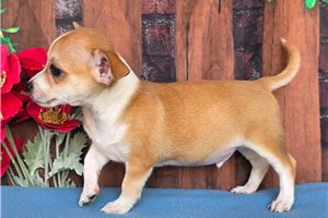 Nathan - Chihuahua for sale