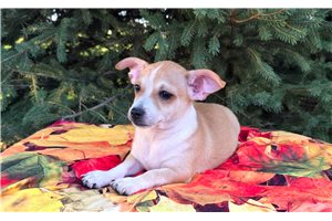 Nathan - Chihuahua for sale