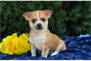 Nathan - Chihuahua for sale
