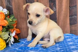 Nate - puppy for sale