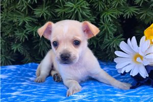 Nate - Chihuahua for sale