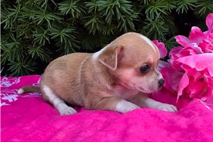 Nancy - puppy for sale