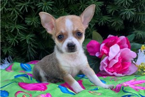 Nalia - puppy for sale