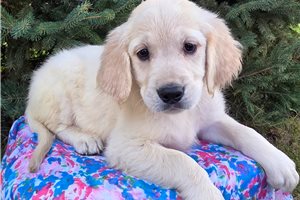 Abigail - English Golden Retriever for sale