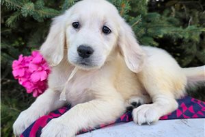 Amelia - English Golden Retriever for sale