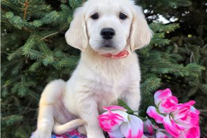Aurora - English Golden Retriever for sale