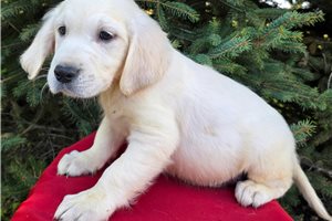 Asher - English Golden Retriever for sale