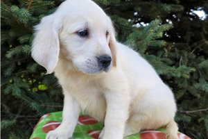 Alexander - English Golden Retriever for sale
