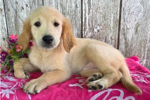 Sansa - Golden Retriever for sale