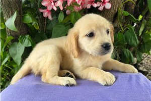 Sandy - Golden Retriever for sale