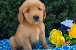 Petey - puppy for sale