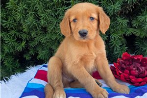 Phoenix - puppy for sale