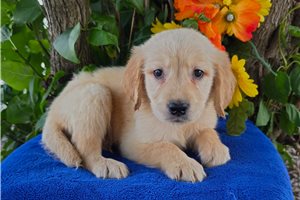 Scott - Golden Retriever for sale
