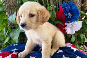 Scooter - puppy for sale