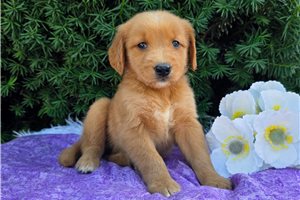 Peyton - Golden Retriever for sale