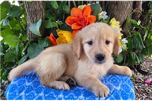 Seth - puppy for sale