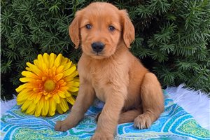 Paxton - puppy for sale