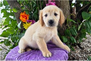 Sansa - puppy for sale