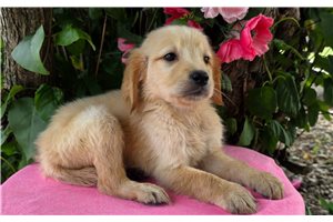 Sapphire - puppy for sale