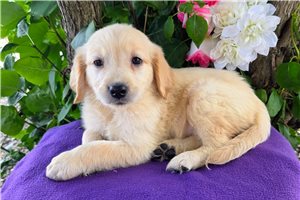 Sara - Golden Retriever for sale