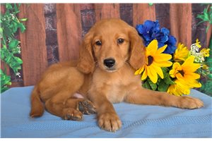 Phillip - puppy for sale