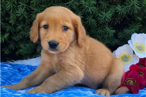 Phillip - puppy for sale