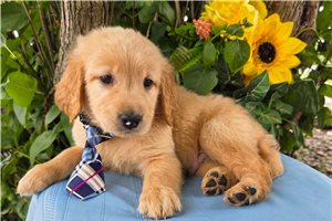 Scout - puppy for sale