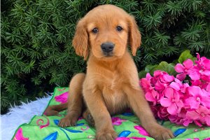 Persephone - Golden Retriever for sale