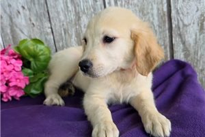 Sandy - Golden Retriever for sale