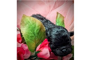 Sidnee - Shichon for sale