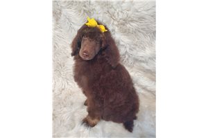 Freya - Poodle, Standard for sale