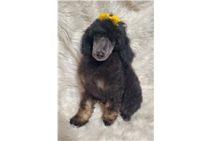 Hadley - Poodle, Standard for sale