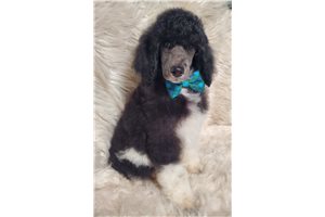 Finley - Poodle, Standard for sale