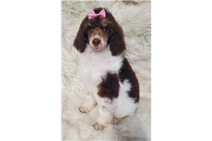 Drew - Poodle, Standard for sale