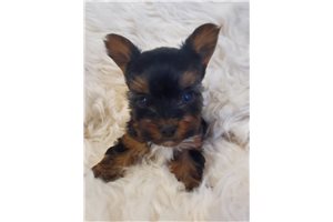 Kannon - Yorkshire Terrier - Yorkie for sale