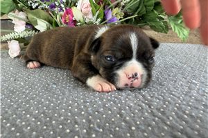 Milo - Boston Terrier for sale