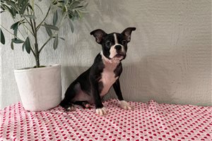 Jinks - Boston Terrier for sale