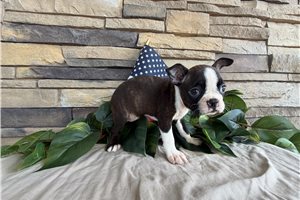 Marigold - Boston Terrier for sale