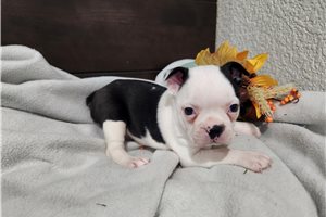 Kayla - puppy for sale