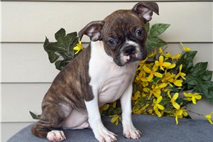 Milo - Boston Terrier for sale