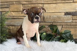 Milo - Boston Terrier for sale