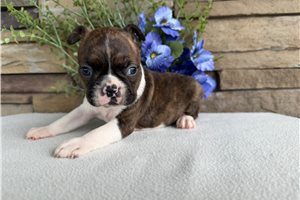 Milo - Boston Terrier for sale