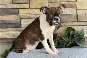 Milo - Boston Terrier for sale