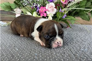 Matthew - Boston Terrier for sale