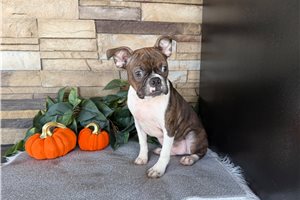 Milo - Boston Terrier for sale